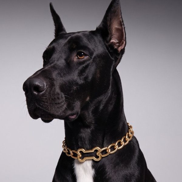 Ошейник Lola («Лола») из 18-каратного желтого золота (5253–10850 долларов) Ошейник Lola («Лола») из 18-каратного желтого золота (5253–10850 долларов)