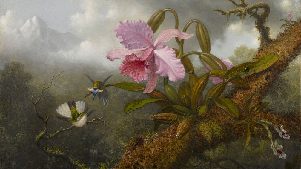 Картина Мартина Джонсона Хида «Орхидея каттлея, две колибри и жук» (Cattleya Orchid, Two Hummingbirds and a Beetle), ок. 1875–1890 гг., холст, масло (фото предоставлено музеем Crystal Bridges) Картина Мартина Джонсона Хида «Орхидея каттлея, две колибри и жук» (Cattleya Orchid, Two Hummingbirds and a Beetle), ок. 1875–1890 гг., холст, масло (фото предоставлено музеем Crystal Bridges)